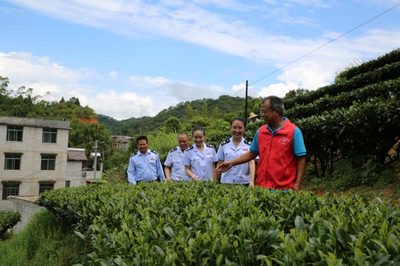 賀州稅務 稅惠賦能，助力茶香四溢 企業服務新篇章